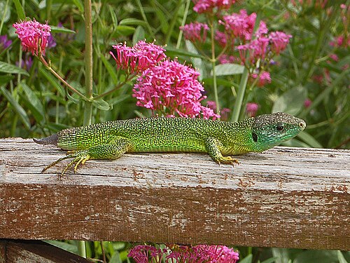 Lacerta bilineata が以前脱落した尾を再生している様子 (自切)