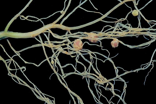 マメ科植物には、共生する窒素固定細菌であるリゾビウムを含む根粒があります。