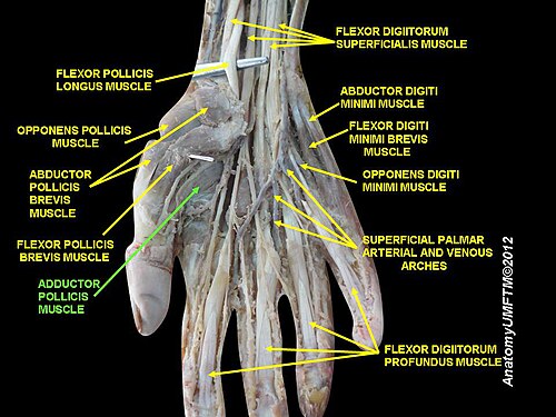 Adductor pollicis muscle