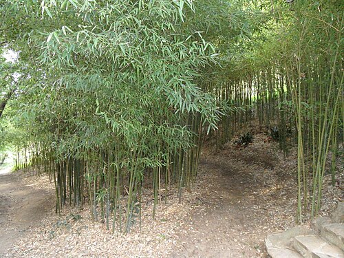 アジア亜熱帯庭園の竹林