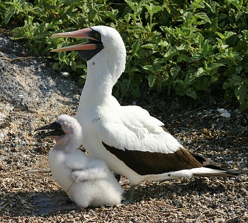 成鳥とひな