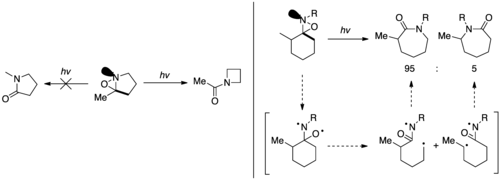 窒素孤立電子対の配向に基づく選択性の証拠。