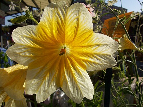 黄色い花を咲かせる S. sinuata の栽培品種の花のクローズアップ。