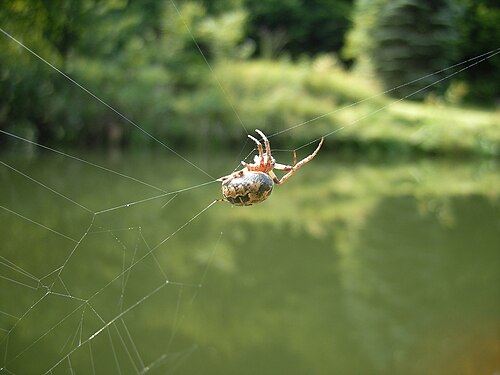 吸湿性のある捕獲糸を持つジョロウグモ（Larinioides cornutus）
