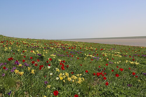 ステップでは、チューリップと同時にハイイロアヤメが咲いていました。ロシア、ロストフ州