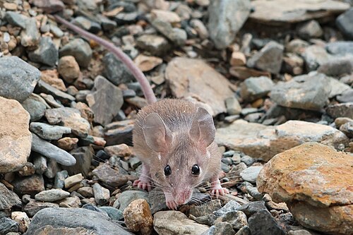 サウジアラビア東部のアラビアトゲネズミ