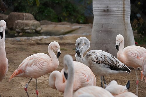 チリフラミンゴは、違法な鉱山開発、灌漑、卵や成鳥の狩猟などが原因で、絶滅危惧種に近い状態にある。