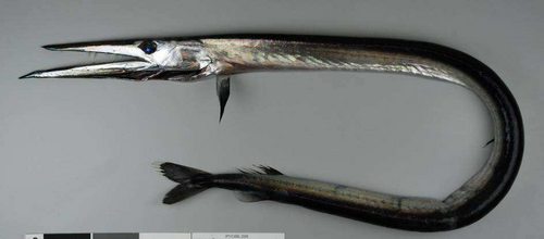 ダガートゥースは、短剣のような歯で他の深海魚に噛みつき、切り裂く。