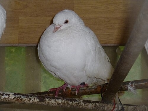 鳩は国際的な平和の象徴です。