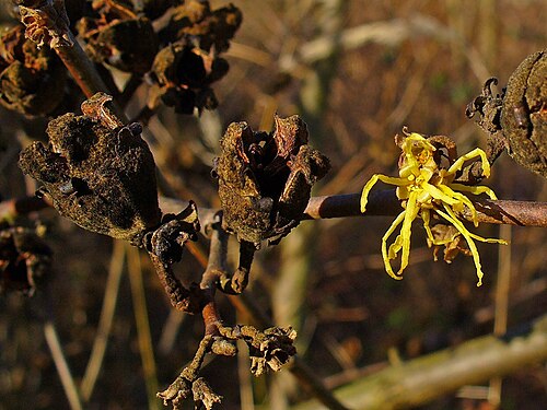 12月に咲いた一輪の花と、昨年の空の種子鞘の横