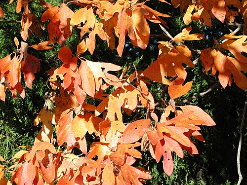 秋の紅葉のクローズアップ