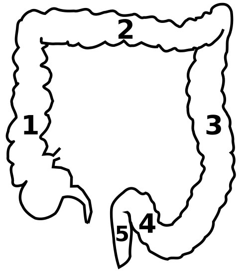 1：上行結腸 2：横行結腸 3：下行結腸 4：S状結腸 5：直腸