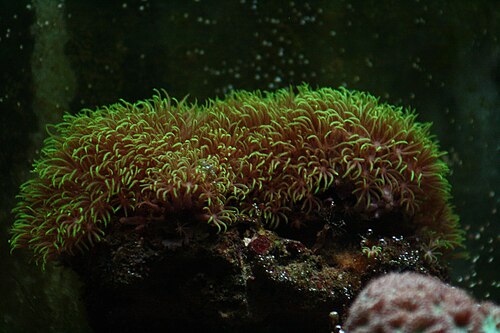 Clavularia viridis、クラブラリア科