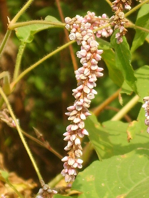 花序