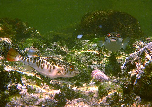 茶色の模様のある2匹の魚が浅瀬で泳いでいます。