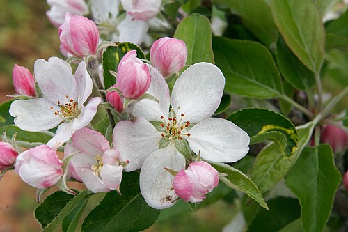 リンゴの木の花（Malus domestica）