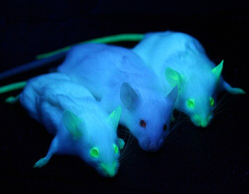遺伝子操作されたマウスが緑色に光る
