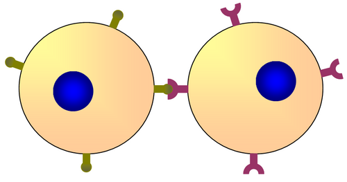 2つの細胞はそれぞれの表面分子を介して通信する