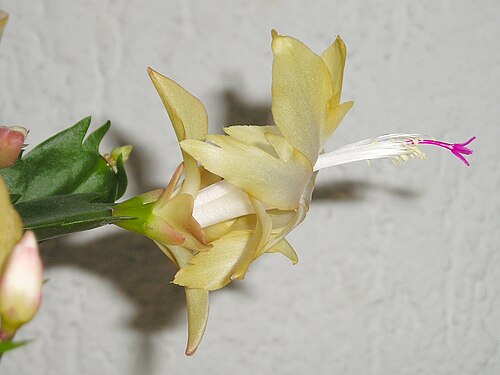 左側には緑の茎の小さな部分があります。横から見た黄色い花が右側に伸びています。花からは雄しべと花柱が伸びています。左から右に伸びる花は上向きに傾いています。花の先端では、上部の花びらは少しだけ後ろに曲がっていますが、下部の花びらはほぼ後ろに曲がっています。