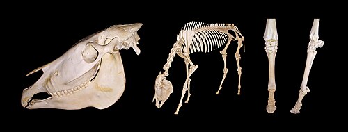 グレビーシマウマの骨格標本 頭蓋骨、完全な骨格、左前足正面、左前足側面