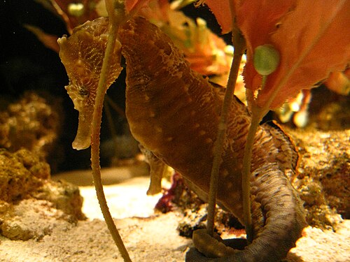 水族館にいる太平洋タツノオトシゴ。