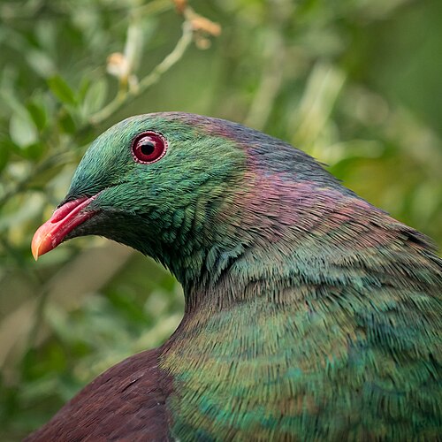 緑と紫の羽を持つ鳥の頭部