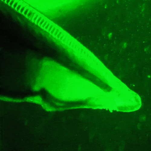 蛍光顕微鏡下で観察した生きたナメクジウオ（B. floridae）。