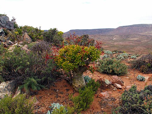 アイ・アイ・アイス/リヒタースフェルト・トランスフロンティア・パークの開花植物。
