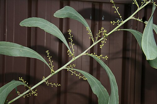 葉と成長中の芽