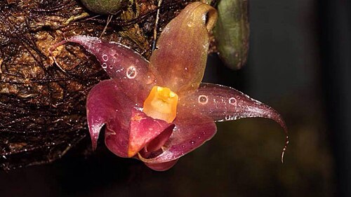 B.translucidum