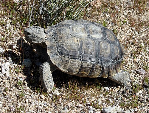 砂漠ガメ（Gopherus agassizii）、米国カリフォルニア州サンバーナーディーノ郡。