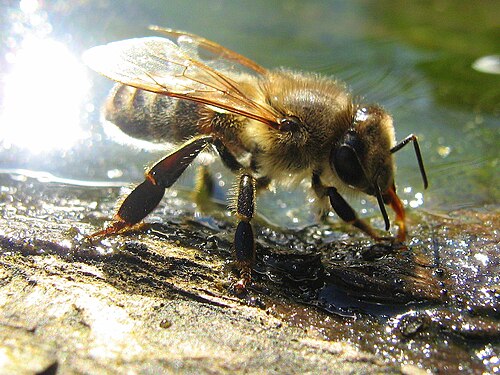 ミツバチが口吻を通して水を吸い込んでいる