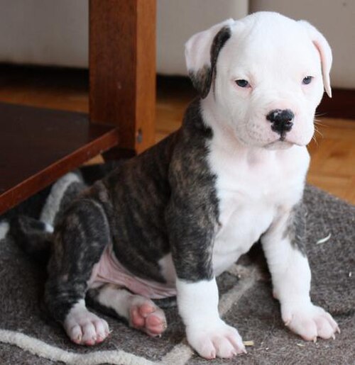 アメリカンブルドッグの雄の子犬