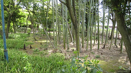 地面から生えてくる竹の芽
