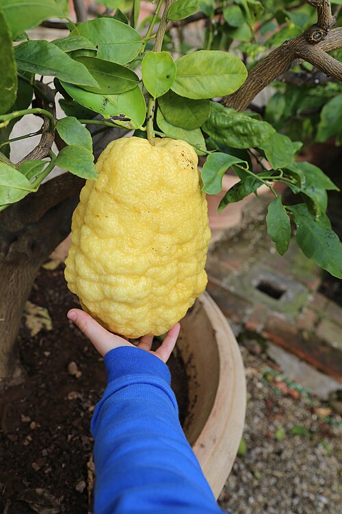 鉢植えの正体不明のシトロン