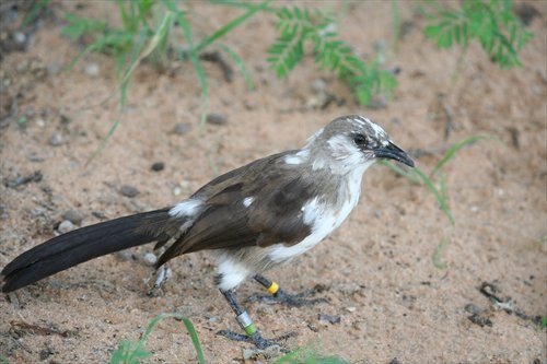 シロクロヤブチメドリは、巣立ち当初は全身が茶色の羽毛で覆われているが、徐々に換羽が進み、成鳥の羽毛が完全に生え揃う前に、まだら模様の外観になる。