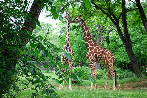 キリン (Giraffa camlopardalis reticulata)