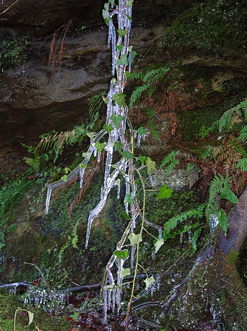 厚い氷の層に覆われたツタ