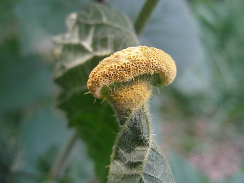 イラクサの葉の表面に生息するサビ菌、Puccinia urticata