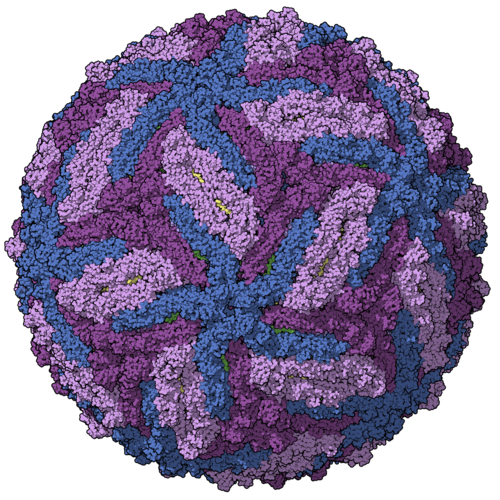 「ジカウイルス」カプシドモデル、鎖ごとに色分け、PDB エントリー 5ire
