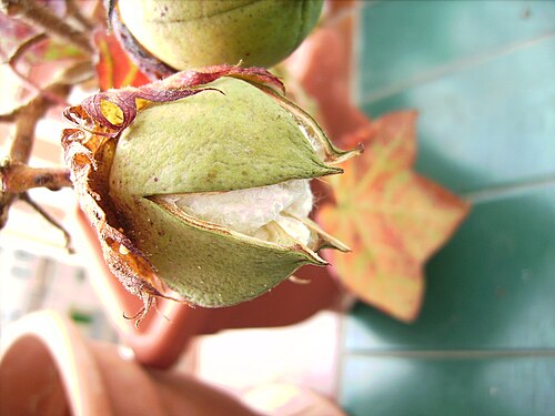 カプセルが開いた同じG. hirsutum植物