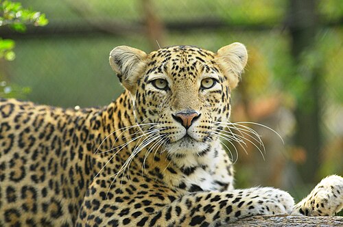 野生動物SOSマニクドー・ヒョウ救助センターで救助されたヒョウ