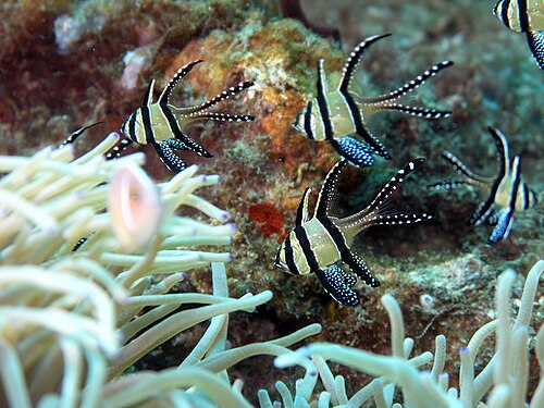 野生のレンベ海峡