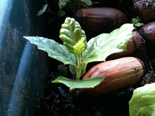 Q. rotundifoliaの発芽