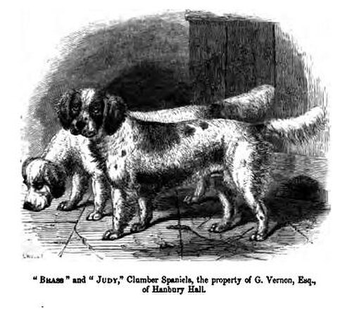 白黒で描かれたスパニエルのような犬 2 匹。画像の下のテキストには、「ブラス」と「ジュディ」、クランバー スパニエル、ハンベリー ホールの G. ヴァーノン氏の所有物と書かれています。