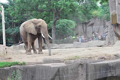 アフリカゾウ（Loxodonta）