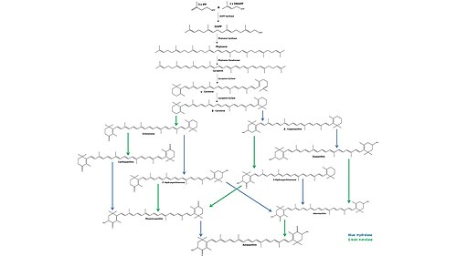 アスタキサンチンの生合成は、3 分子のイソペンテニルピロリン酸 (IPP) と 1 分子のジメチルアリルピロリン酸 (DMAPP) から始まり、IPP イソメラーゼによって結合され、GGPP シンターゼによってゲラニルゲラニルピロリン酸 (GGPP) に変換されます。次に、2 分子の GGPP がフィトエン シンターゼによって結合され、フィトエンが形成されます。次に、フィトエン デサチュラーゼがフィトエンに 4 つの二重結合を作り、リコピンを形成します。次に、リコピン シクラーゼが最初に γ-カロチンを形成し、続いて β-カロチンを形成します。β-カロチンから、加水分解酵素 (青) とケトラーゼ (緑) が複数の中間分子を形成し、最終分子であるアスタキサンチンが得られます。