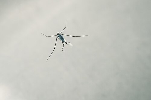 遠洋性魚種Halobates sericeusの生きた標本