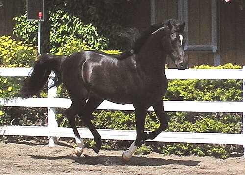 疾走する濃い栗毛の馬