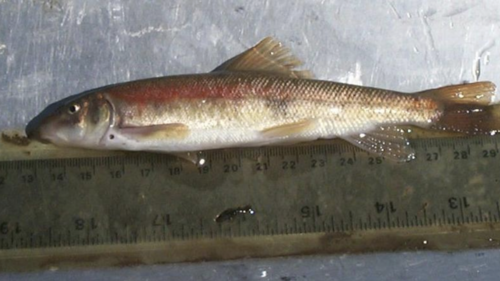 モドックサッカー(catostomus microps):米国魚類野生生物局。(nd)https://www.fws.gov/species/modoc-sucker-catostomus-microps.